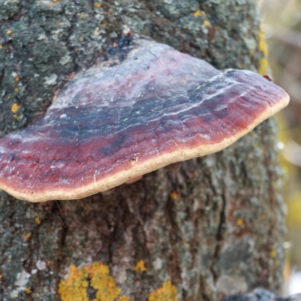 Decay inspection on a tree