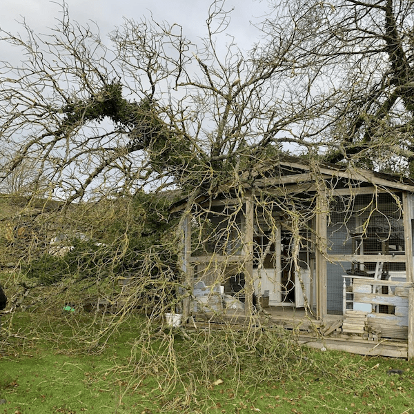 Tree inspections in Gloucestershire