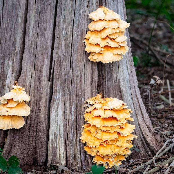 Fungal brackets on a dead tree in Gloucestershire
