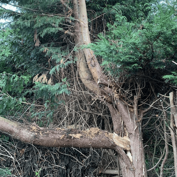 Failed limb on. a Leylandii tree in Gloucestershire