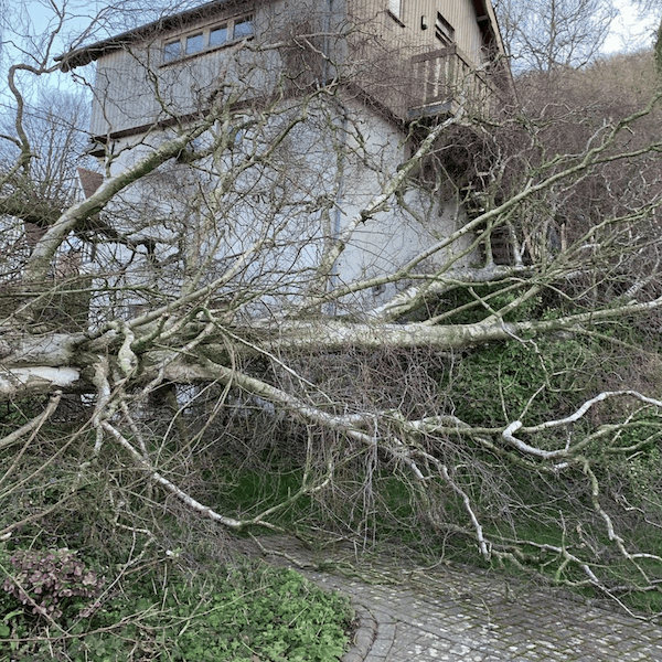 Professional tree inspections on your trees in The Cotwolds can help reduce the risk of failure