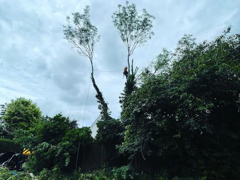Ash dieback tree removal in Dursley