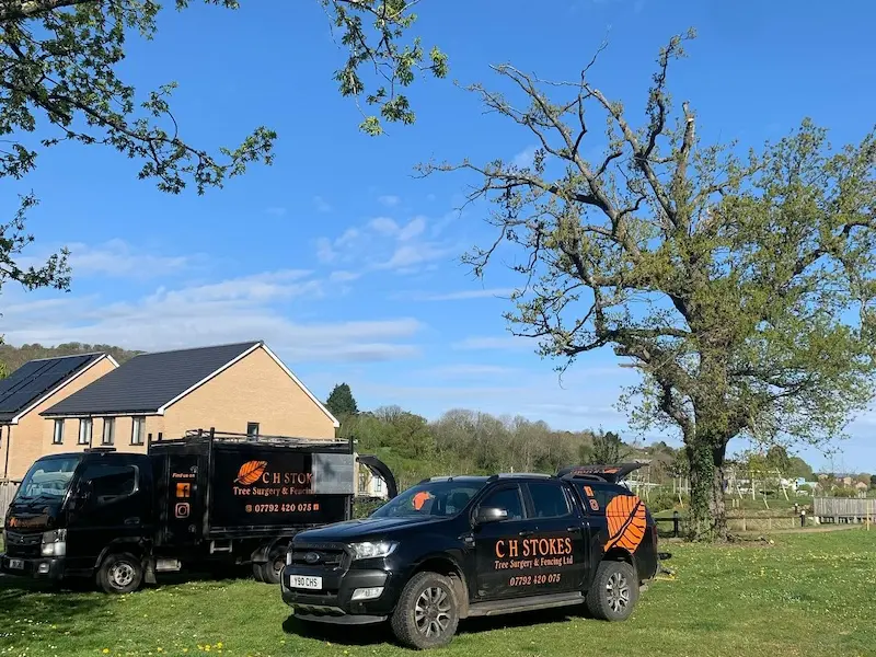 Deadwooding large Oak tree in Dursley