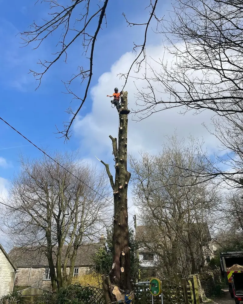 Ringing down the main stem of a large conifer tree