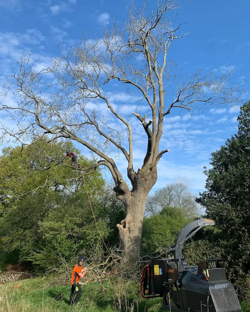Tree safety works in Dursley
