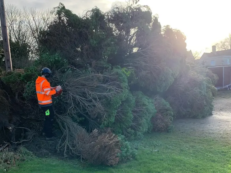 Windblow tree clearance in Alderley