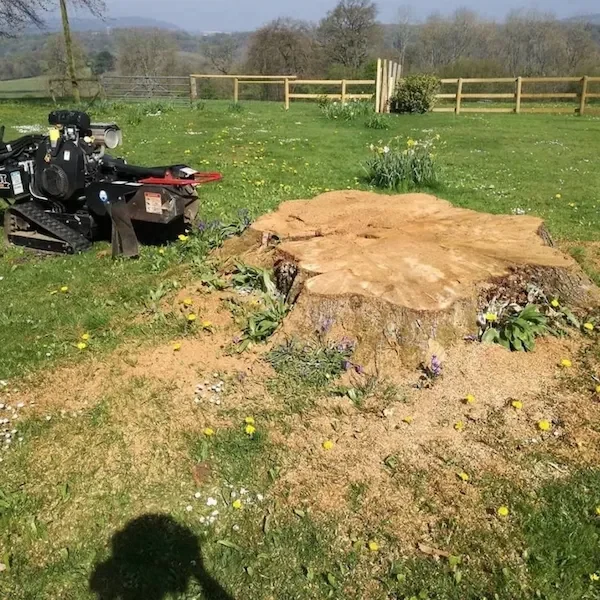 Large stump removal in Cloucestershire