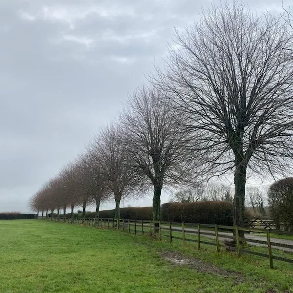 Maintenance of avenue trees on an estate in Goucestershire