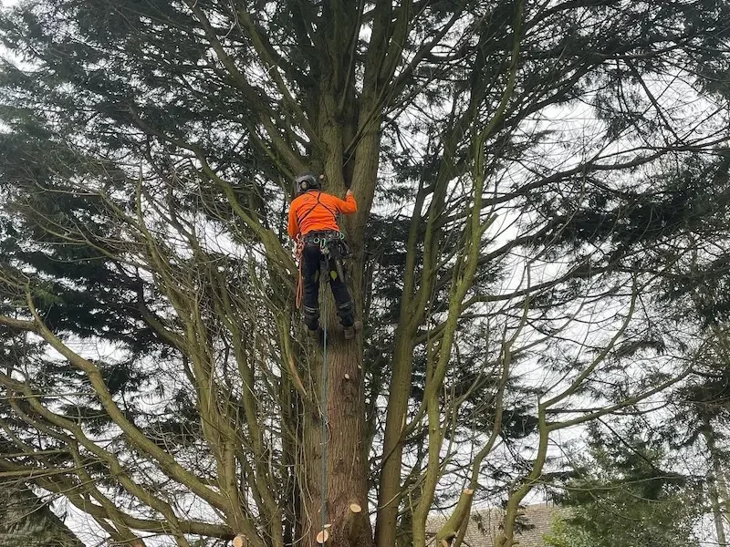Overgrown leylandii removed in Kingscote