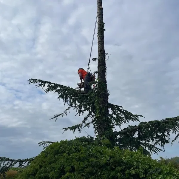 Removing large Cedar tree in Gloucestershire