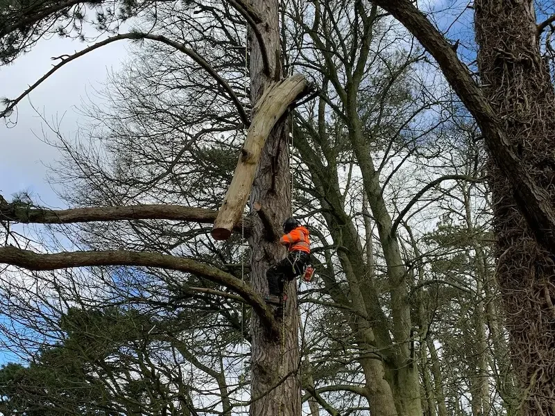 Removing large unsafe deadwood from Pine trees