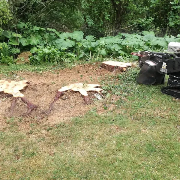 Removing tree stumps in Gloucestershire