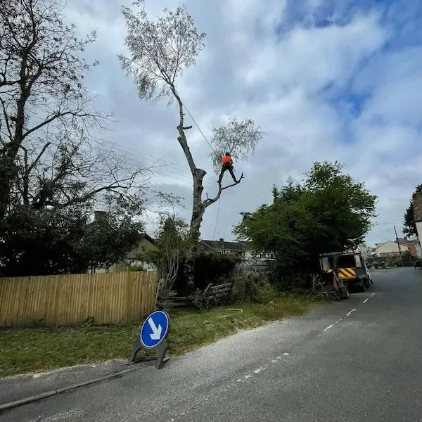 Roadside tree management in GLoucestershire.
