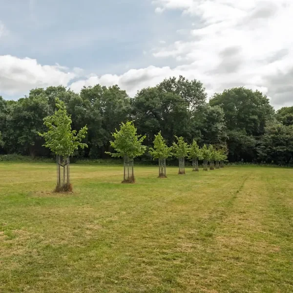 Tree planting contractors serving estates in The Cotswolds