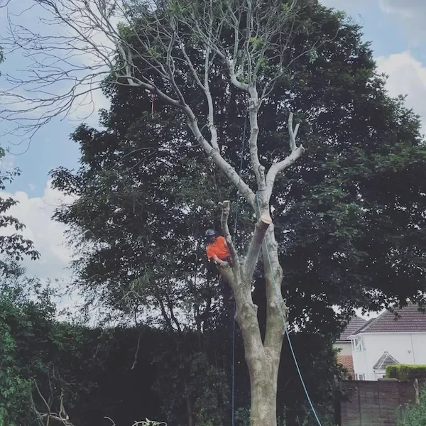 Tree surgery in Gloucestershire